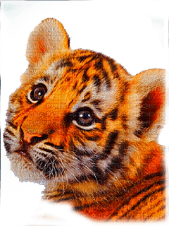 baby tiger head - zadarmo png