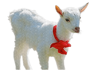 chèvre - darmowe png