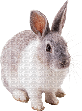 Kaz_Creations Rabbit - kostenlos png