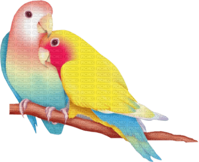 patymirabelle oiseau - png ฟรี