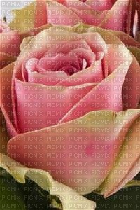 rose rouge - darmowe png