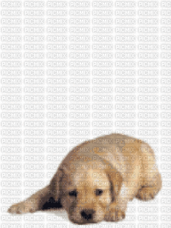 chien - 無料のアニメーション GIF
