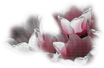 minou-pink-flower - png gratis