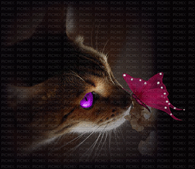 cat butterfly - Безплатен анимиран GIF