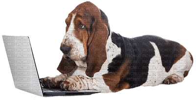 Kaz_Creations Dog Laptop - kostenlos png