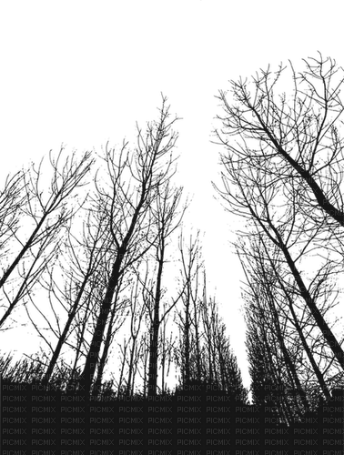 black trees Bb2 - png grátis