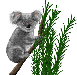 Australia animals koala bp - Free animated GIF