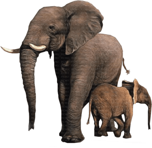 dolceluna elephants - besplatni png
