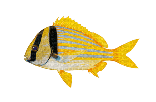 kikkapink summer fish  png deco - δωρεάν png