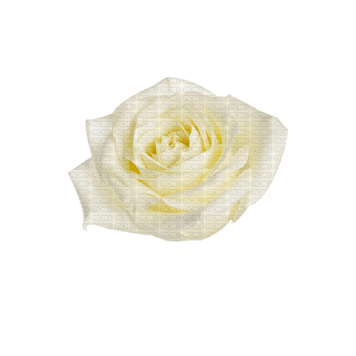 kikkapink deco scrap white rose - PNG gratuit