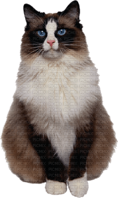CHAT - png gratuito