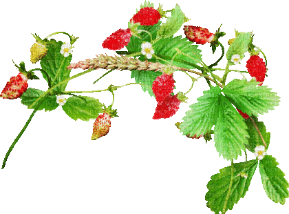 soave deco branch animated strawberry fruit red - Δωρεάν κινούμενο GIF
