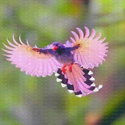 AVES - png gratuito
