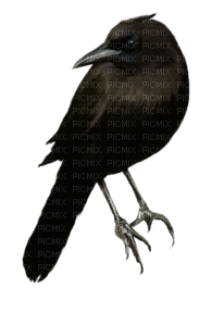ptak - Free PNG