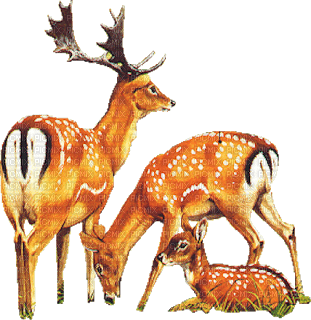 deer katrin - бесплатно png