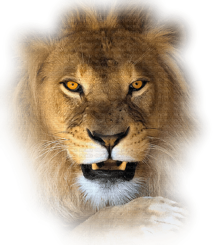 lion - darmowe png