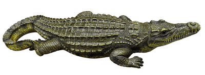 krokotiili, crocodile, lisko, lizard - png ฟรี