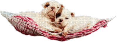 cecily-chiens animes - GIF animé gratuit