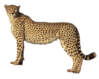 Kaz_Creations Cheetah - nemokama png