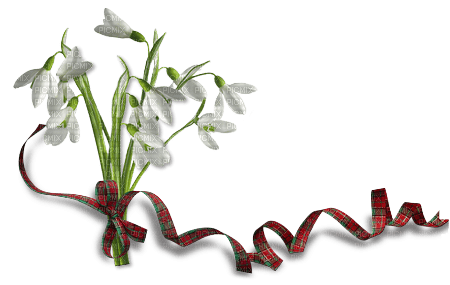 bouquet flowers white ribbon red - png gratuito