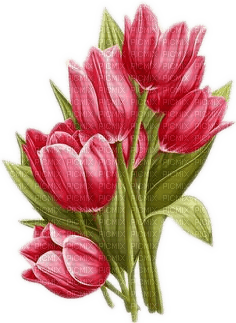 Rote Tulpen, Tulips, red - 免费PNG