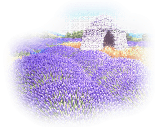 Lavender field - png ฟรี