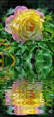rosa em espelho de agua - 無料のアニメーション GIF