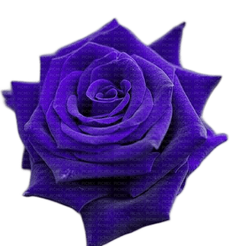 Purple Rose - ingyenes png