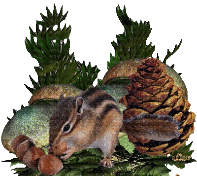 squirrel - Bezmaksas animēts GIF