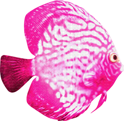 Fish.Pink.White - zadarmo png