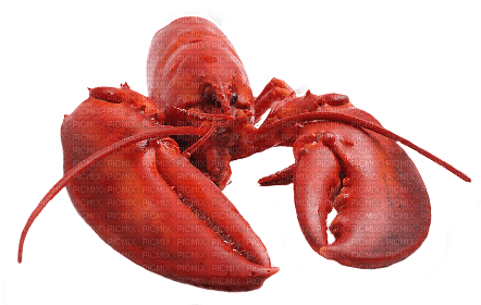 Kaz_Creations Lobster - zdarma png