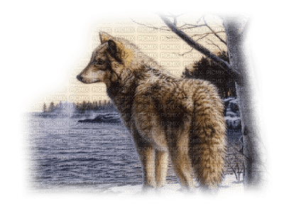 Tube Animaux Loup - kostenlos png