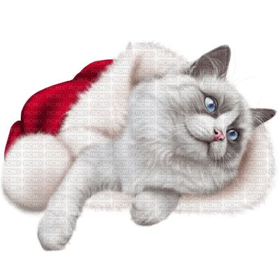 Kaz_Creations Cats Cat Kittens Kitten  Christmas - nemokama png