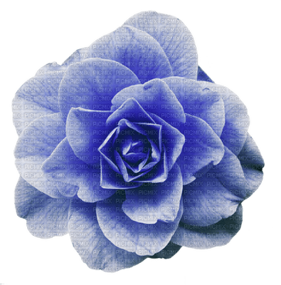 blue-rose-flower-minou52 - png gratis