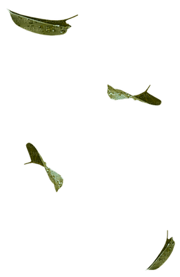 leaves - zadarmo png