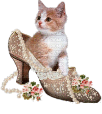 katze cat schuh - 無料のアニメーション GIF