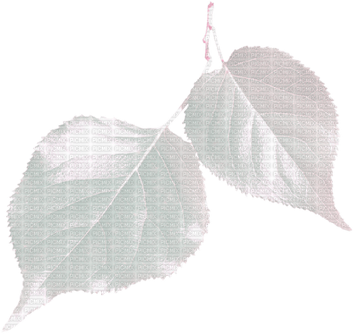white leaves Bb2 - Free PNG