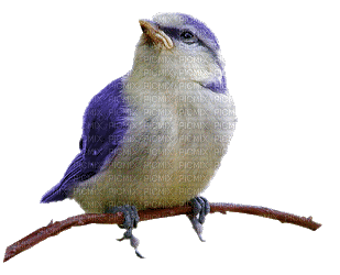 oiseau - Безплатен анимиран GIF