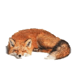 fox katrin - PNG gratuit
