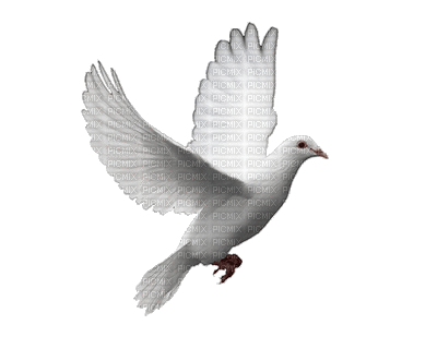 dove white gif 🕊🕊 pigeon - GIF animé gratuit