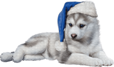Kaz_Creations Christmas Dog Pup Dogs Colours - png ฟรี