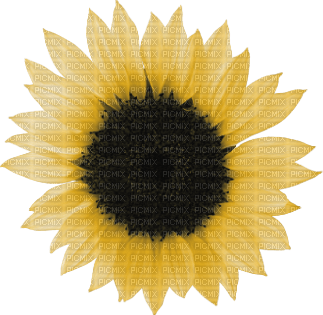 Sonnenblume - ücretsiz png