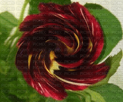 Rosa - 無料のアニメーション GIF