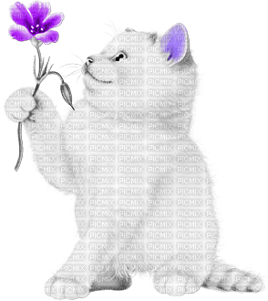 soave cat animals deco flowers white black purple - PNG gratuit