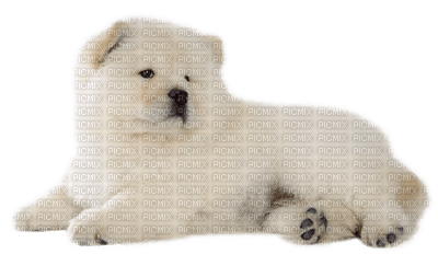 Chien ! - Free PNG