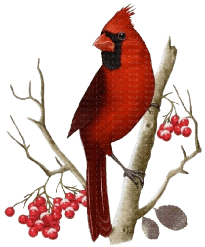 Vogel, Rot, Winter, Bird - δωρεάν png