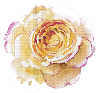 Rose pêche - nemokama png