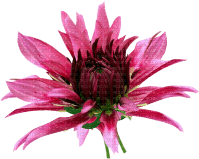 fleur rose - PNG gratuit