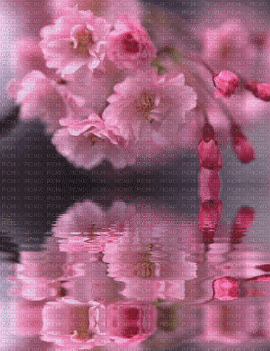 Sakura Blossom - 無料のアニメーション GIF