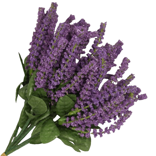 Veronica flowers - png grátis